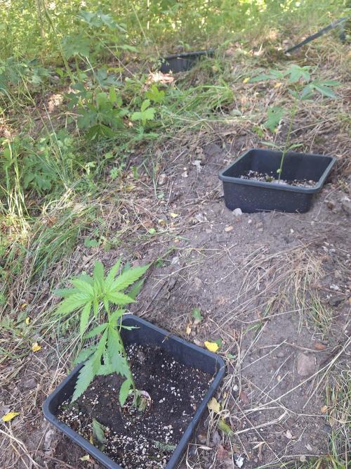Guerilla Grow 2026 - spot # 2. Week 5