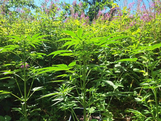 Guerilla Grow 2026 - spot # 1. Week 7