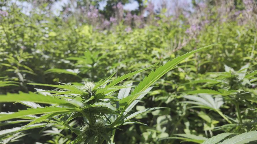 Guerilla Grow 2026 - spot # 1