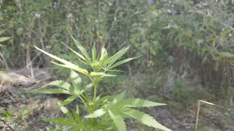 Guerilla Grow 2026 - spot # 3