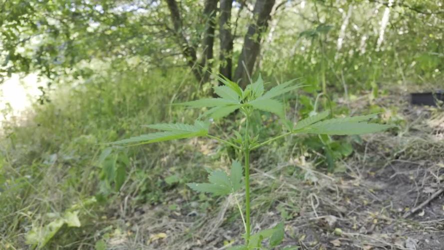 Guerilla Grow 2026 - spot # 2
