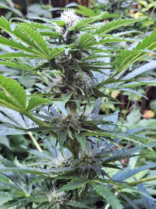 Guerilla Grow 2026 - spot # 1. Week 9
