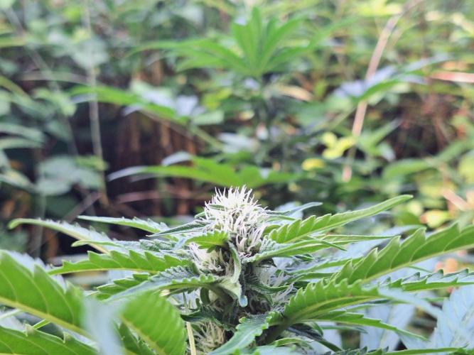 Guerilla Grow 2026 - spot # 1. Week 9