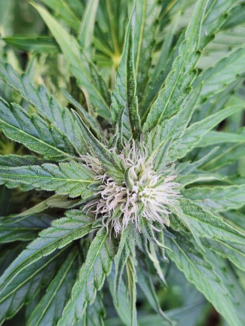 Guerilla Grow 2026 - spot # 1. Week 9