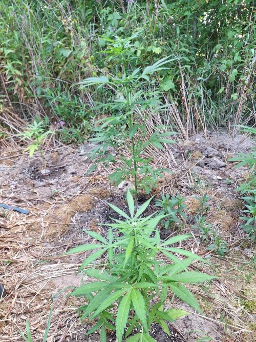 Guerilla Grow 2026 - spot # 3. Week 7