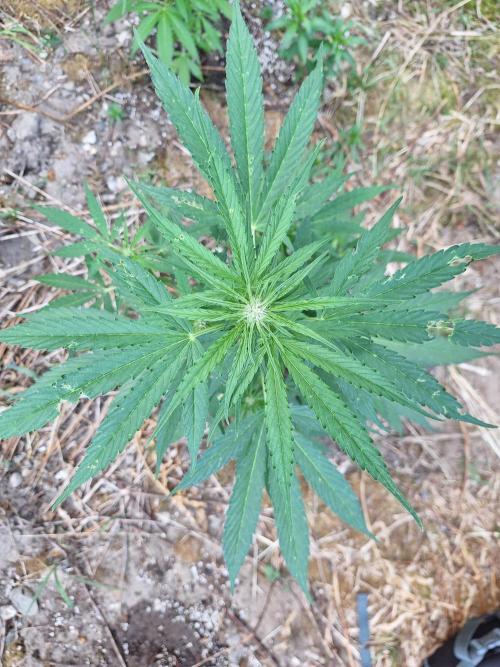 Guerilla Grow 2026 - spot # 3. Week 7