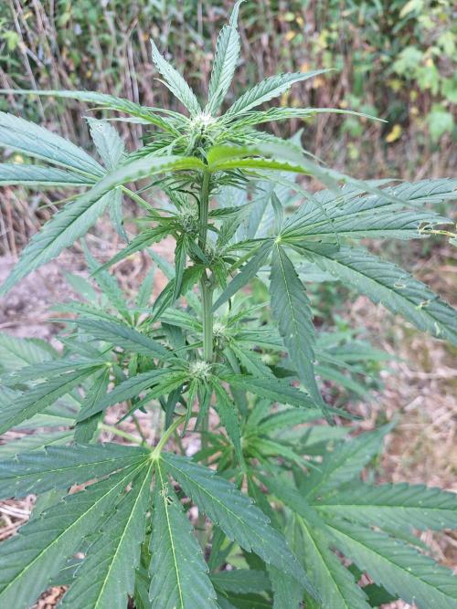 Guerilla Grow 2026 - spot # 3. Week 7