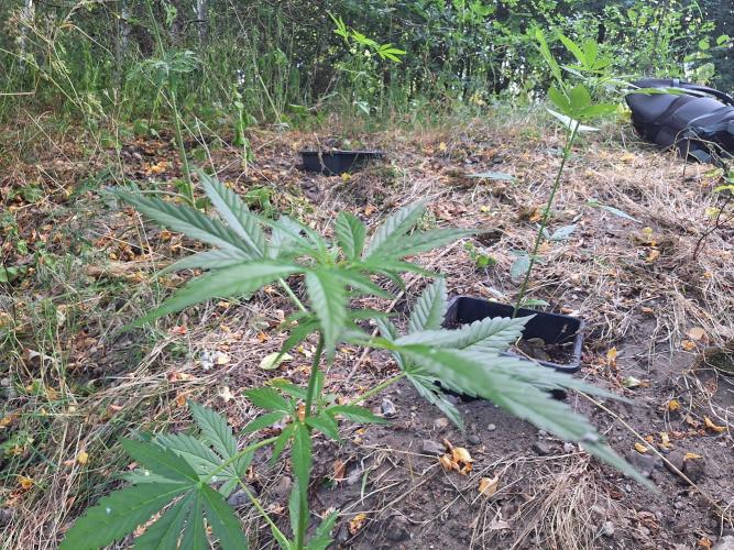 Guerilla Grow 2026 - spot # 2. Week 7