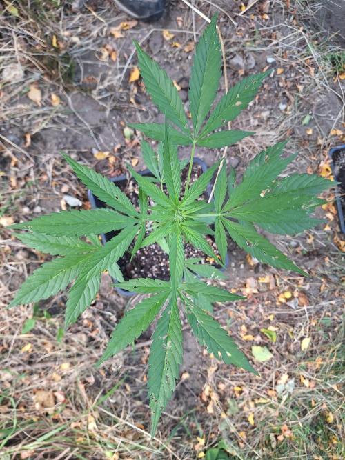 Guerilla Grow 2026 - spot # 2. Week 7