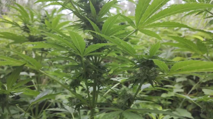 Guerilla Grow 2026 - spot # 1