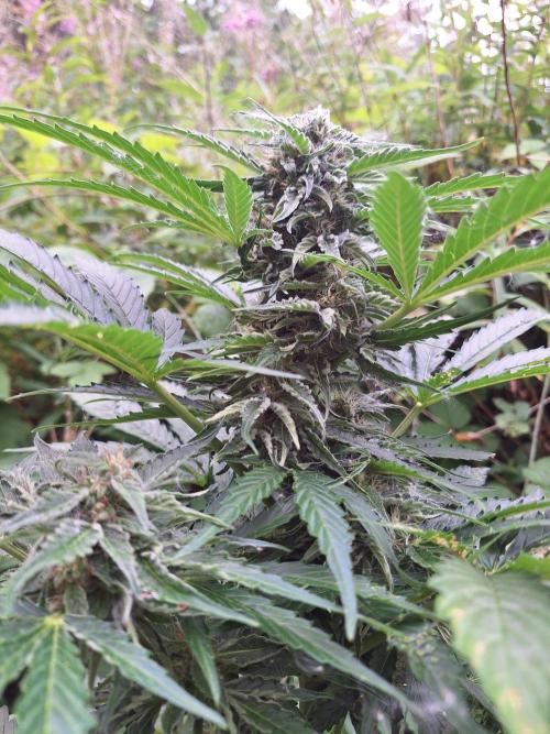 Guerilla Grow 2026 - spot # 1. Week 10
