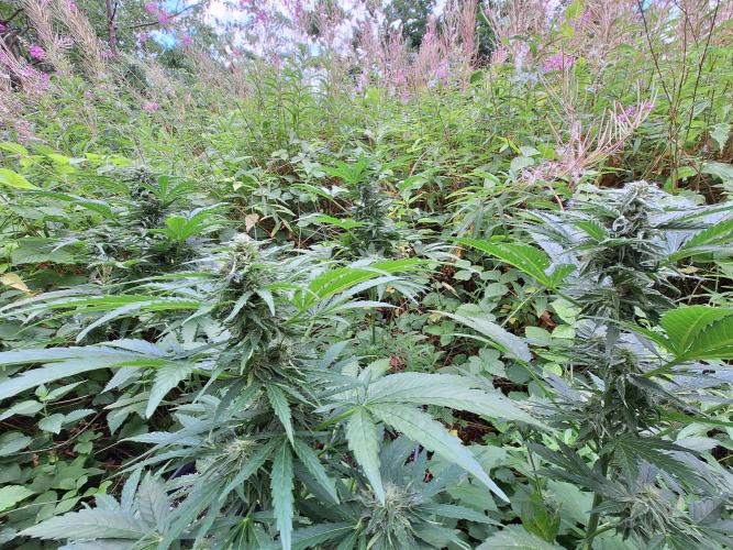 Guerilla Grow 2026 - spot # 1. Week 10