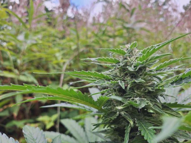 Guerilla Grow 2026 - spot # 1. Week 10