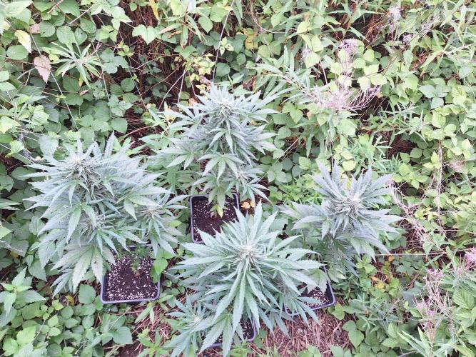 Guerilla Grow 2026 - spot # 1. Week 10