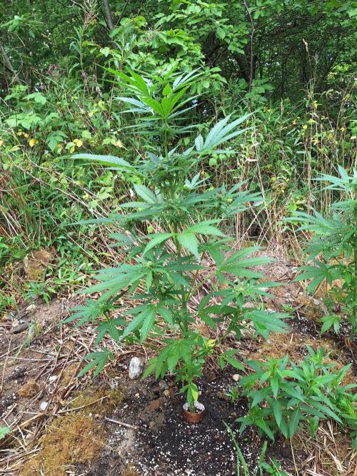 Guerilla Grow 2026 - spot # 3. Week 8