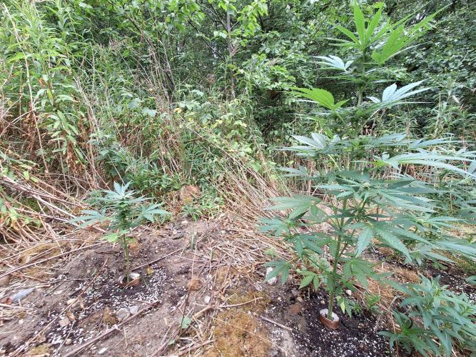 Guerilla Grow 2026 - spot # 3. Week 8