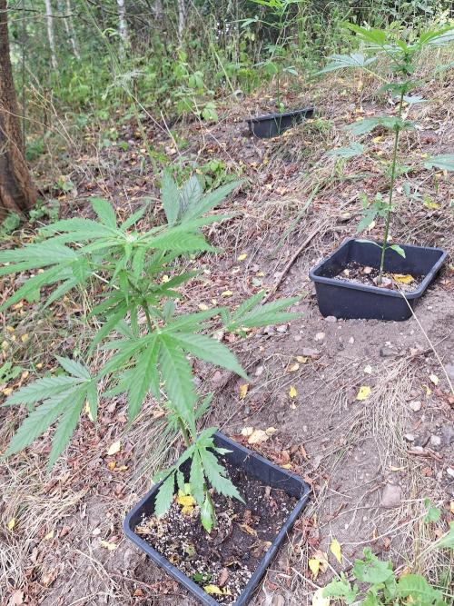Guerilla Grow 2026 - spot # 2. Week 8