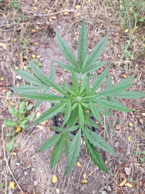 Guerilla Grow 2026 - spot # 2. Week 8