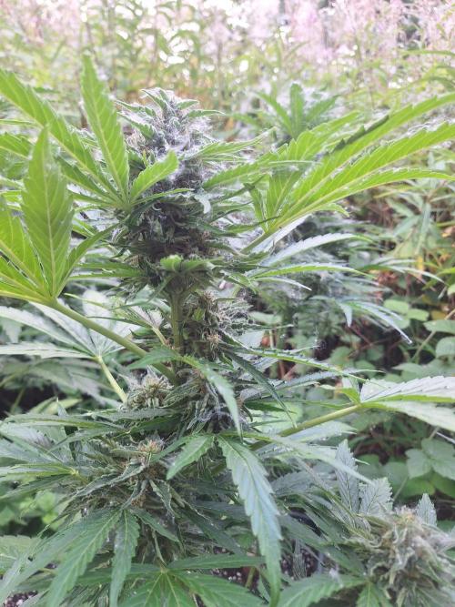 Guerilla Grow 2026 - spot # 1. Week 11