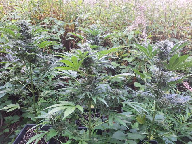Guerilla Grow 2026 - spot # 1. Week 11