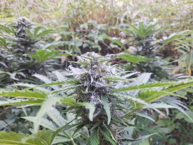 Guerilla Grow 2026 - spot # 1. Week 11