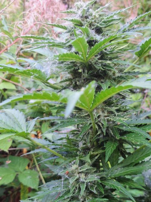 Guerilla Grow 2026 - spot # 1. Week 11