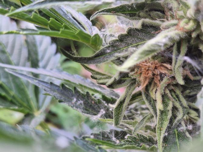 Guerilla Grow 2026 - spot # 1. Week 11 - Bud rot...