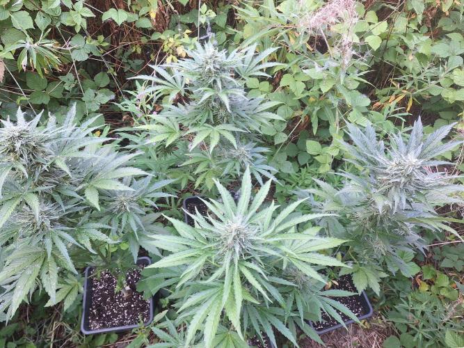 Guerilla Grow 2026 - spot # 1. Week 11