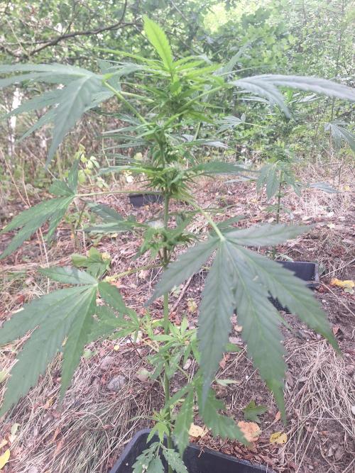 Guerilla Grow 2026 - spot # 2. Week 9