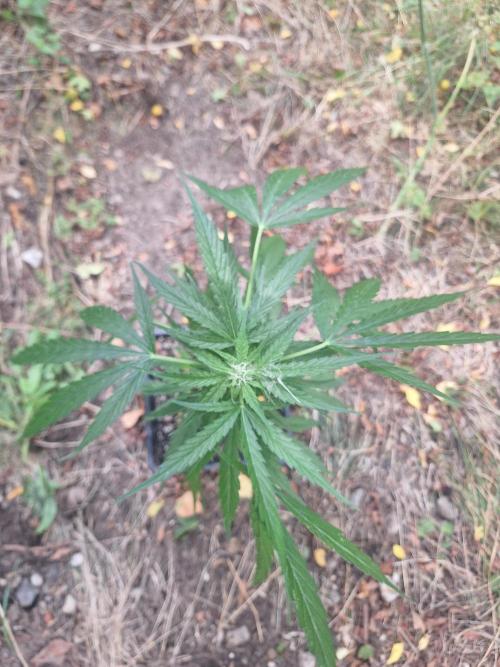 Guerilla Grow 2026 - spot # 2. Week 9