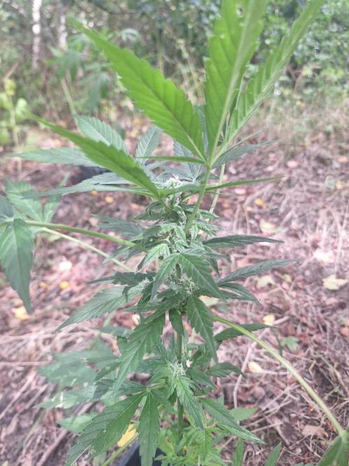Guerilla Grow 2026 - spot # 2. Week 9