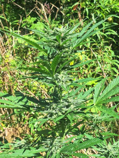 Guerilla Grow 2026 - spot # 3. Week 9