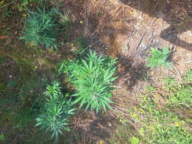 Guerilla Grow 2026 - spot # 3. Week 9