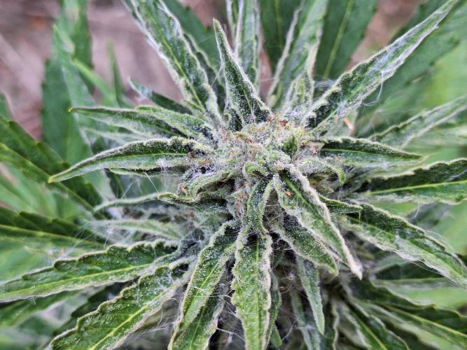 Guerilla Grow 2026 - spot # 3. Week 10