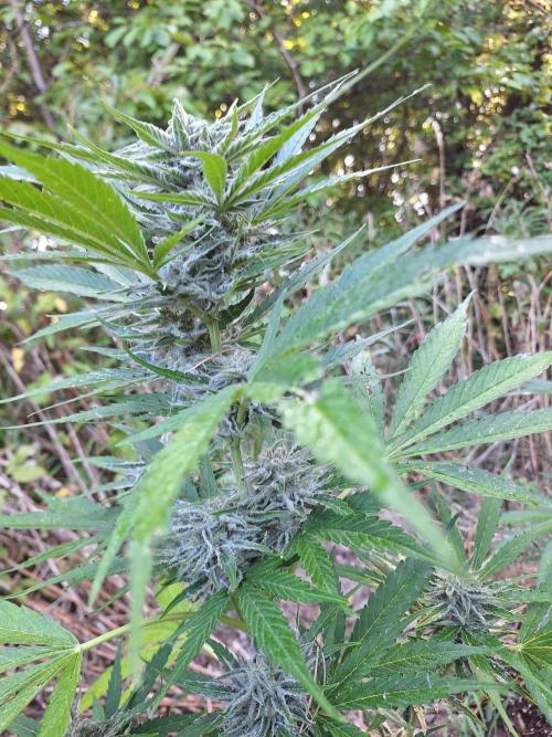 Guerilla Grow 2026 - spot # 3. Week 10