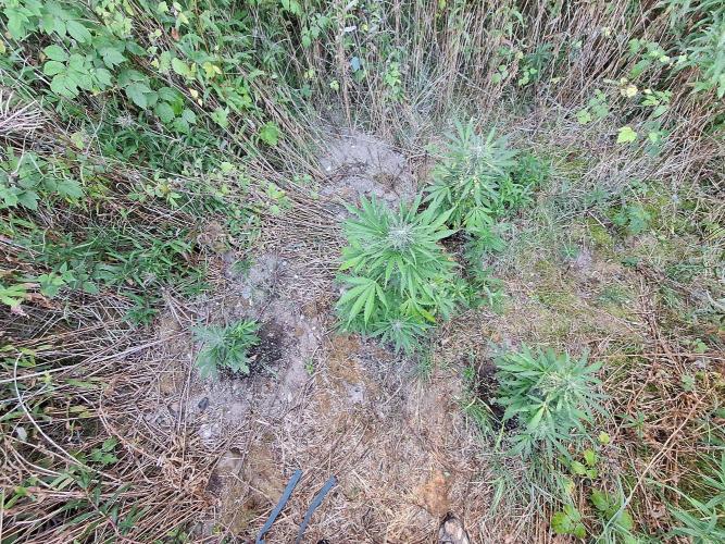 Guerilla Grow 2026 - spot # 3. Week 10
