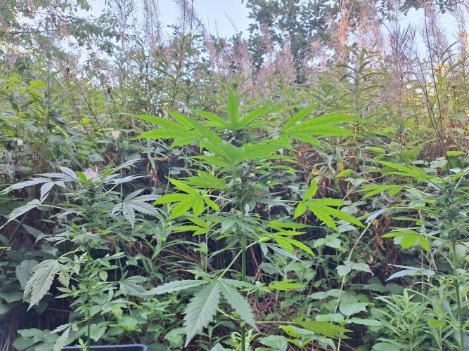 Guerilla Grow 2026 - spot # 2. Week 10