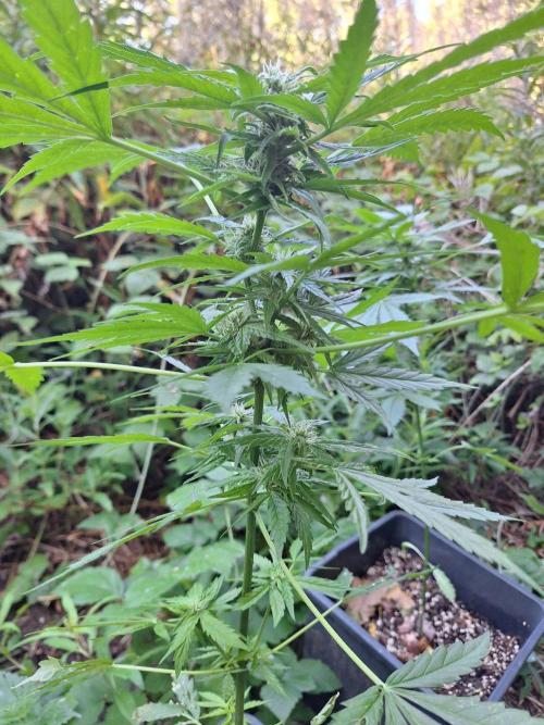 Guerilla Grow 2026 - spot # 2. Week 10