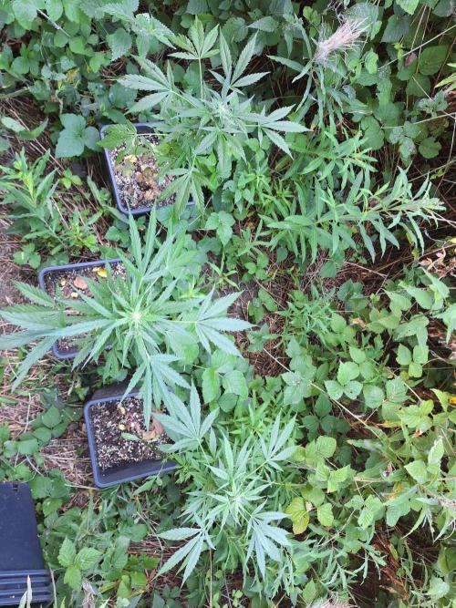 Guerilla Grow 2026 - spot # 2. Week 10