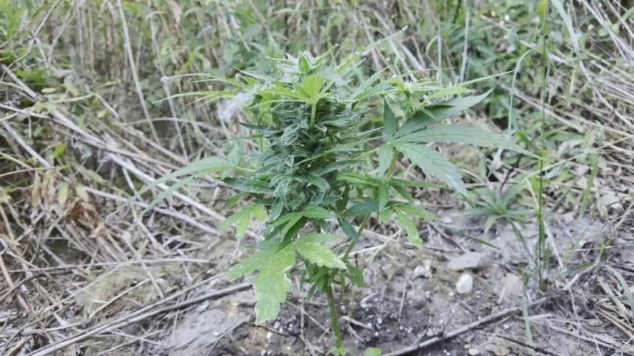 Guerilla Grow 2026 - spot # 3