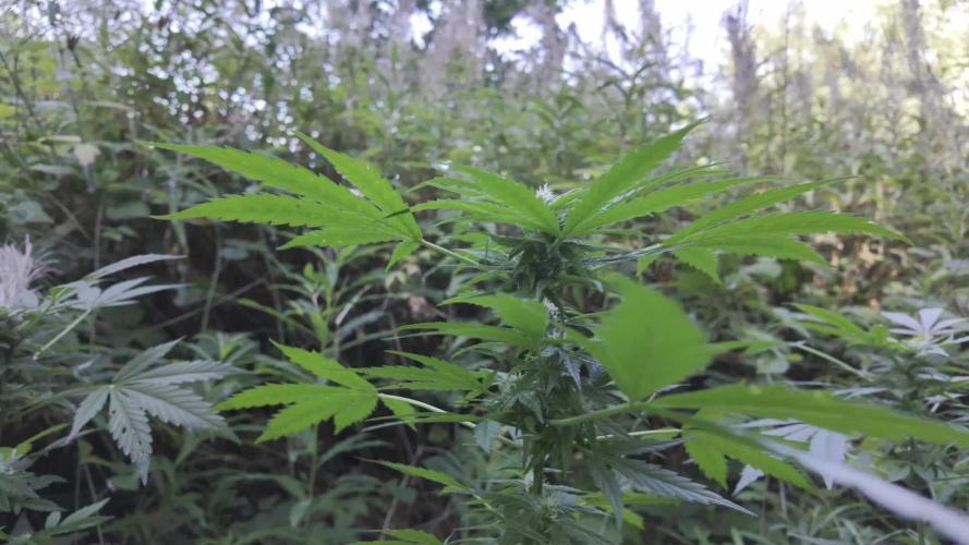 Guerilla Grow 2026 - spot # 2