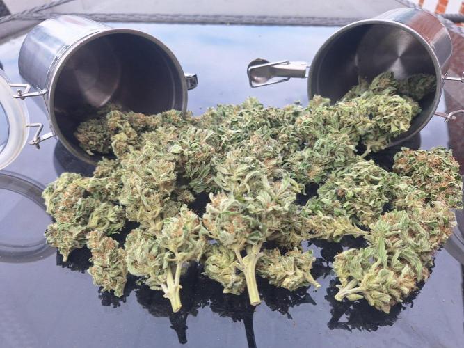 Guerilla Grow 2026 - spot # 1. Week 12