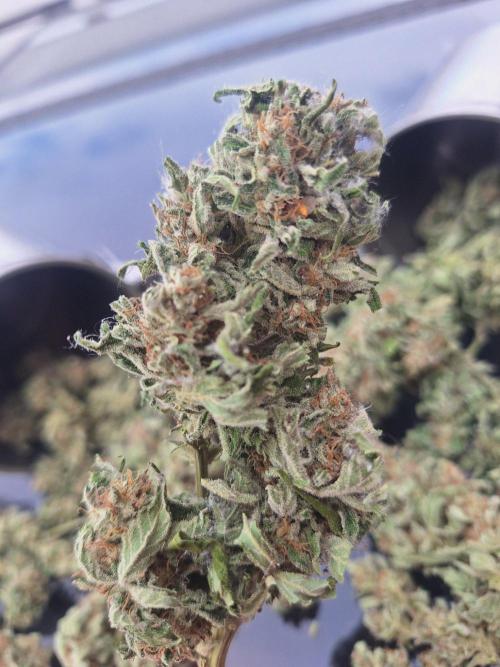 Guerilla Grow 2026 - spot # 1. Week 12