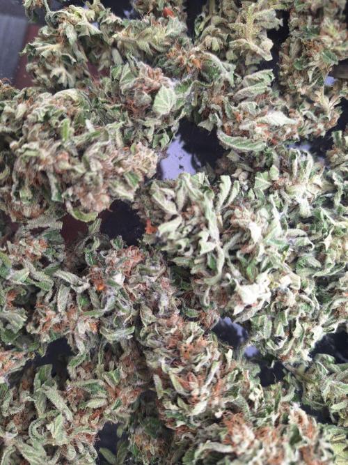 Guerilla Grow 2026 - spot # 1. Week 12