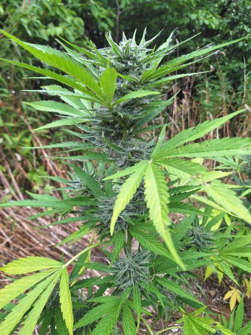 Guerilla Grow 2026 - spot # 3. Week 11