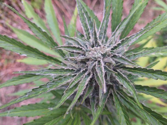 Guerilla Grow 2026 - spot # 3. Week 11