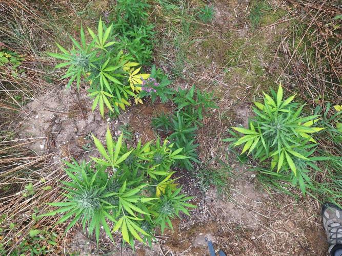 Guerilla Grow 2026 - spot # 3. Week 11