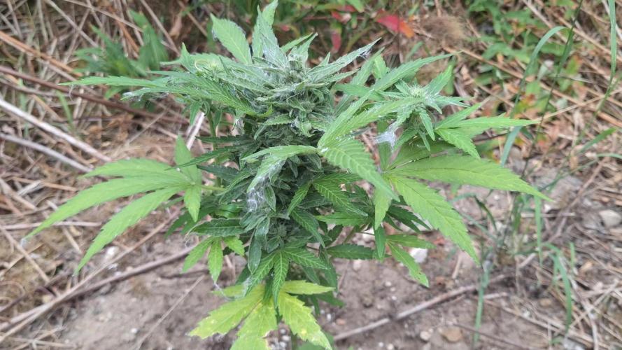 Guerilla Grow 2026 - spot # 3
