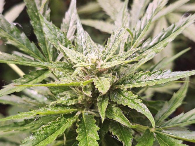 Guerilla Grow 2026 - spot # 2. Week 11
