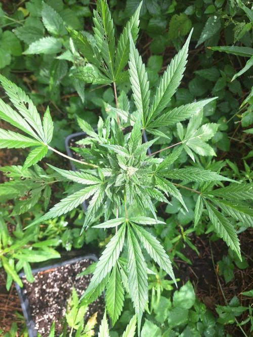 Guerilla Grow 2026 - spot # 2. Week 11
